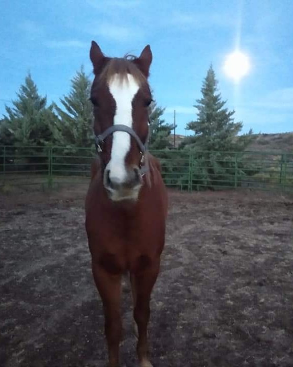 Bullseye the Red Dun Quarter Horse mix