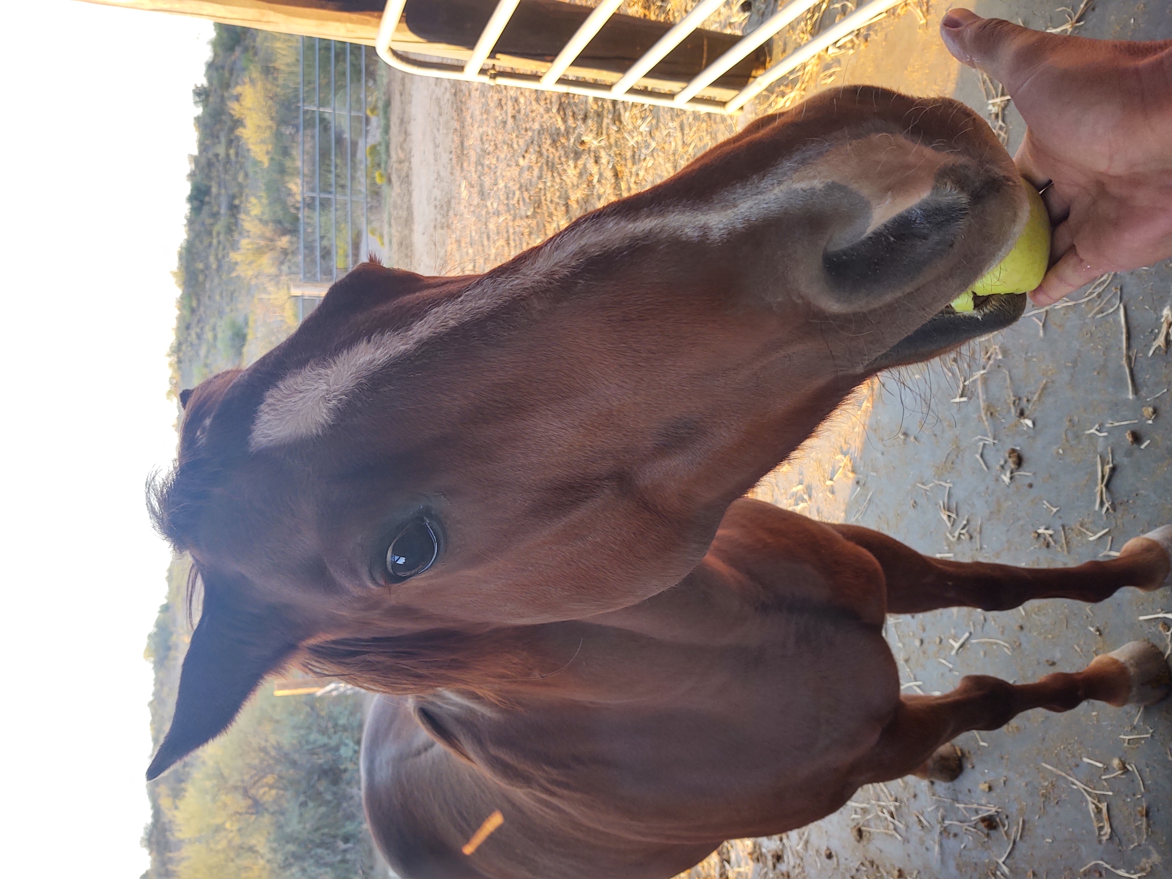 Jessie the Sorrel Quarter Horse