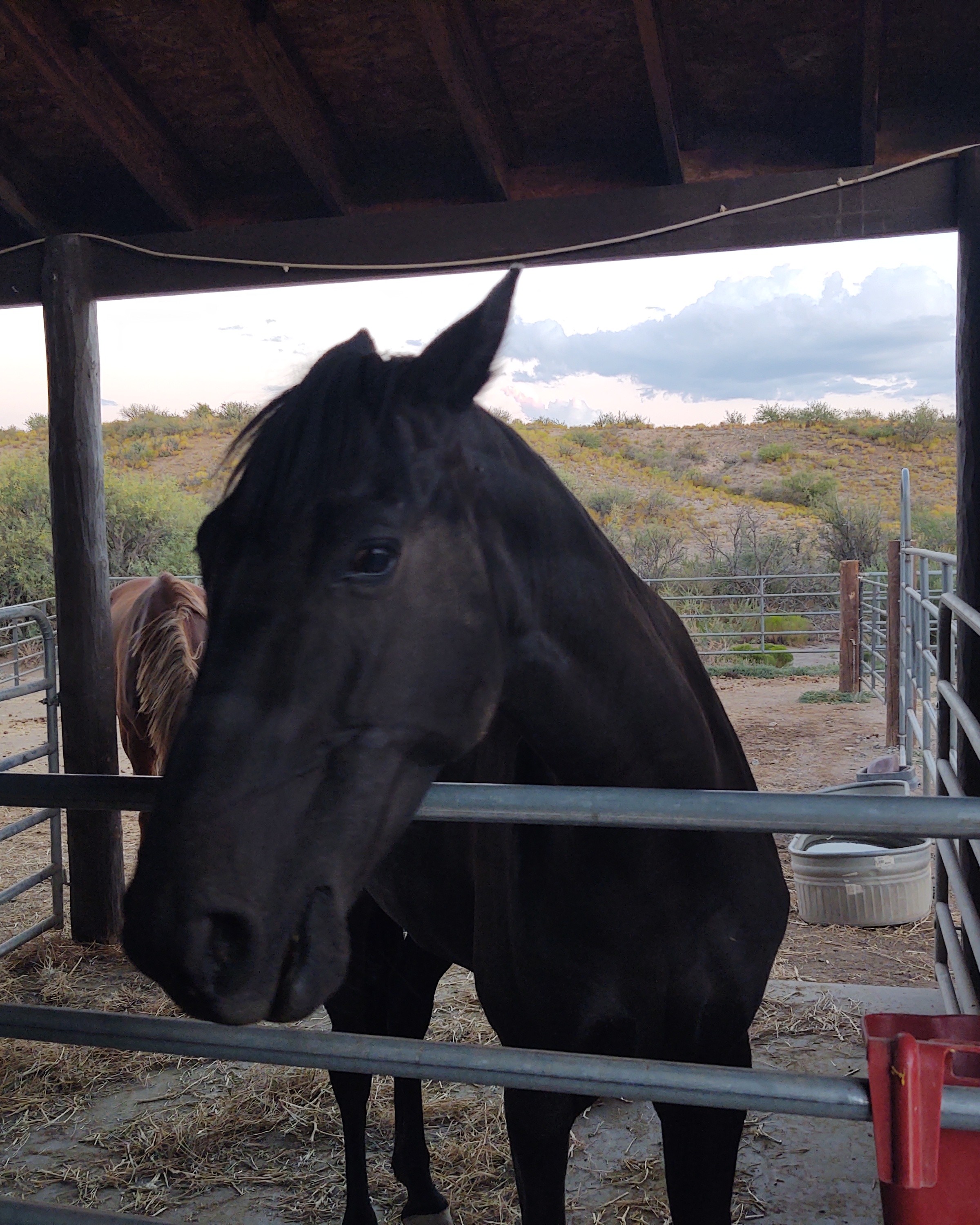 Pearl the Tennessee Walker
